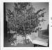 MAG078 - Christmas Tree, 1961, New Home as of 1960 (Olympic St. Home)